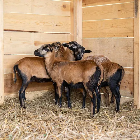 Krasowa Ostoya Chalet *